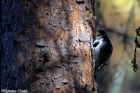 American Three-toed Woodpecker