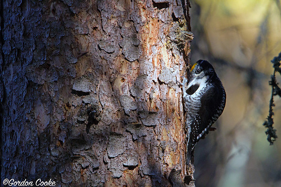 American Three-toed Woodpecker