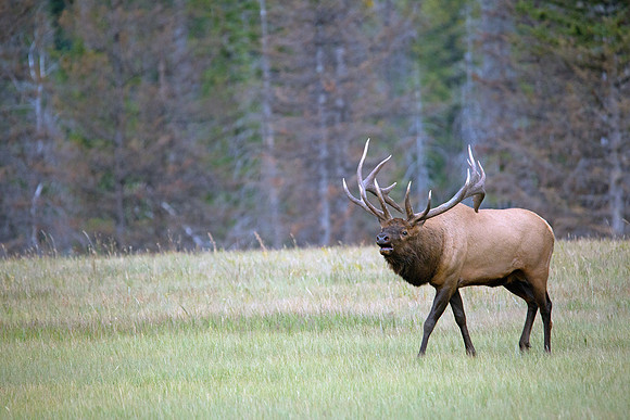 Bull Elk During Rut - Jasper 2015
