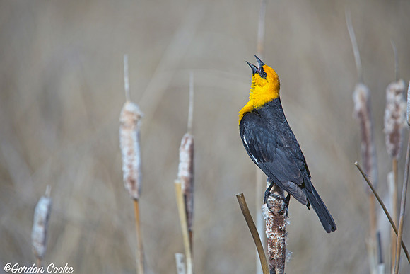 Male Yellow-headed Blackbird