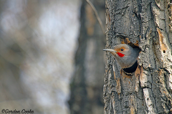 Northern Flicker