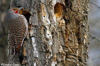Woodpeckers