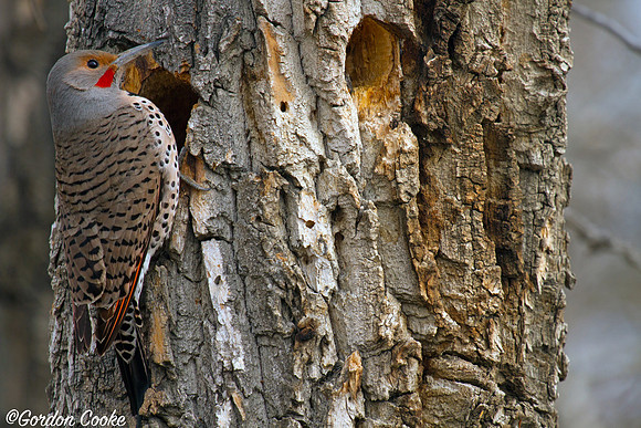 Northern Flicker