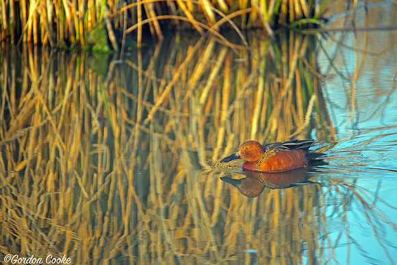 Cinnamon Teal